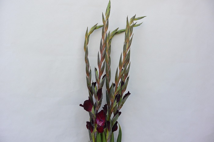 GLADIOLUS TAVIRA
